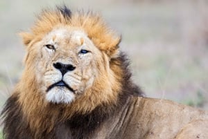 Krüger National Park 3 Tage Best Ever Safari von Kapstadt aus
