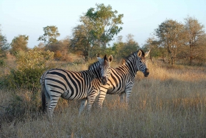 Park Narodowy Krugera - 3-dniowe najlepsze safari z Kapsztadu