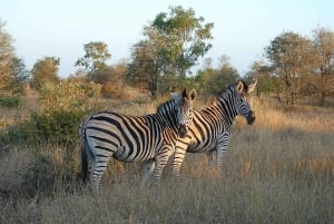 Kruger nationalpark 3 dagar Bästa safarin någonsin från Kapstaden