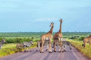 Kruger nationalpark 3 dagar Bästa safarin någonsin från Kapstaden