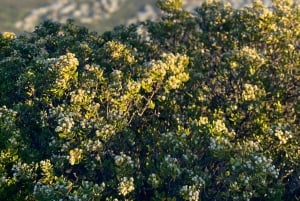 Escursione alla Lion's Head: Città del Capo - Escursione all'alba o al tramonto