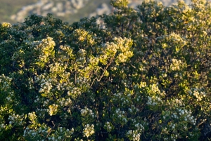 Поход на Левью голову: Кейптаун — поход на рассвете или закате