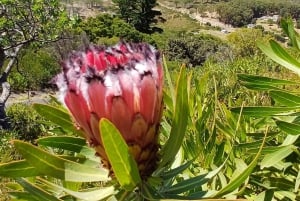 Lion's Head: Vandretur med en registreret vandreguide
