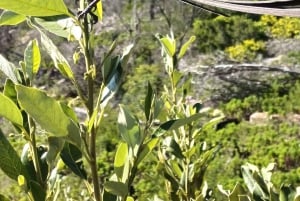 Lion's Head: Wanderung mit einem registrierten Wanderguide