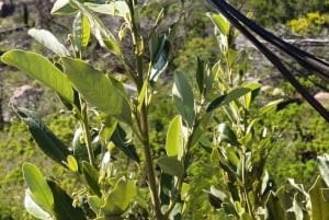 Lion's Head: Fottur med registrert turguide