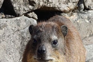 Lion's Head: Fottur med registrert turguide