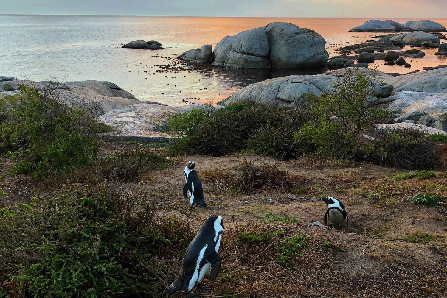 豪華な喜望峰とペンギンツアー
