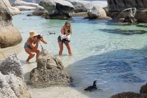 豪華な喜望峰とペンギンツアー