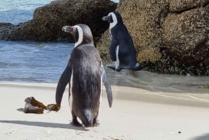 豪華な喜望峰とペンギンツアー
