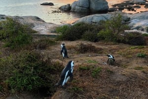 Luksushalvøya og pingvintur
