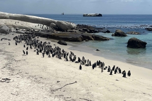 Luxustour Cape Point, Good Of Good Hope, Boulders Beach