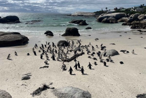 Luxustour Cape Point, Good Of Good Hope, Boulders Beach