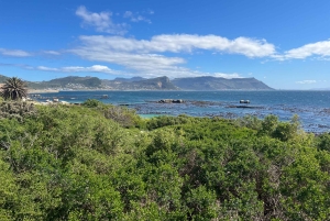 Luxustour Cape Point, Good Of Good Hope, Boulders Beach