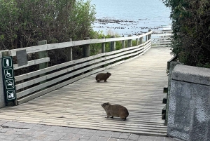 Luxustour Cape Point, Good Of Good Hope, Boulders Beach