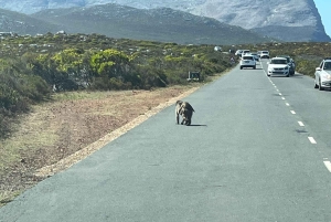 Luxustour Cape Point, Good Of Good Hope, Boulders Beach