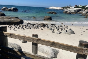 Luxustour Cape Point, Good Of Good Hope, Boulders Beach