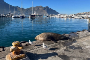 Luxustour Cape Point, Good Of Good Hope, Boulders Beach