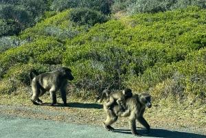 Luxustour Cape Point, Good Of Good Hope, Boulders Beach