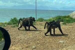 Luxustour Cape Point, Good Of Good Hope, Boulders Beach