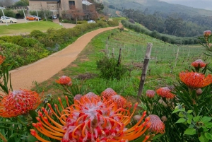 Ruta del Vino de Lujo