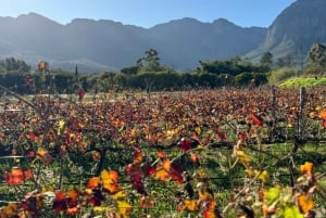 Paarl: Degustazione di vini Dekkersvlei