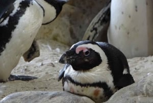Halvdagstur till Pingvinen med biljett inkluderat (Gå med i en grupp)
