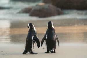 Halvdagstur til pingvinen med billet inkluderet (kom med i en gruppe)