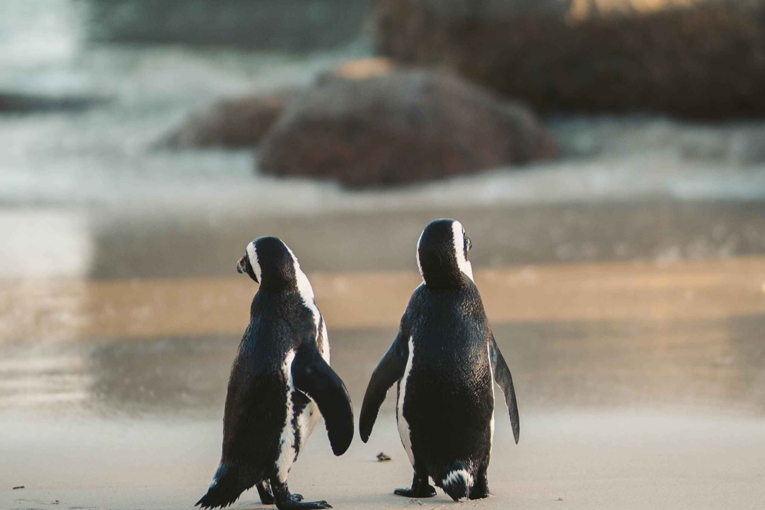 Penguin Half-Day Tour With Ticket Included (Join a Group)