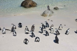 Halvdagstur til pingvinen med billet inkluderet (kom med i en gruppe)