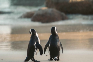 Penguin Half-Day Tour With Ticket Included (Join a Group)