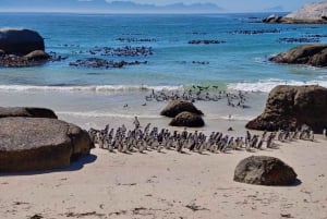 Пляжный день на пляже Боулдерс и наблюдение за пингвинами, полдня
