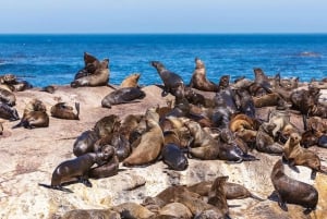 Tur til halvøya: Heldagstur til Cape Point og Penguin Beach