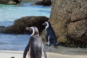 Piquenique com pinguins: Uma viagem sob medida para Boulders Beach