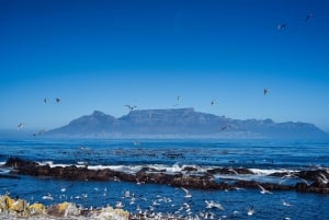 Forudbestilt: Robben Island, Bo-kaap & Taffelbjerget-tur
