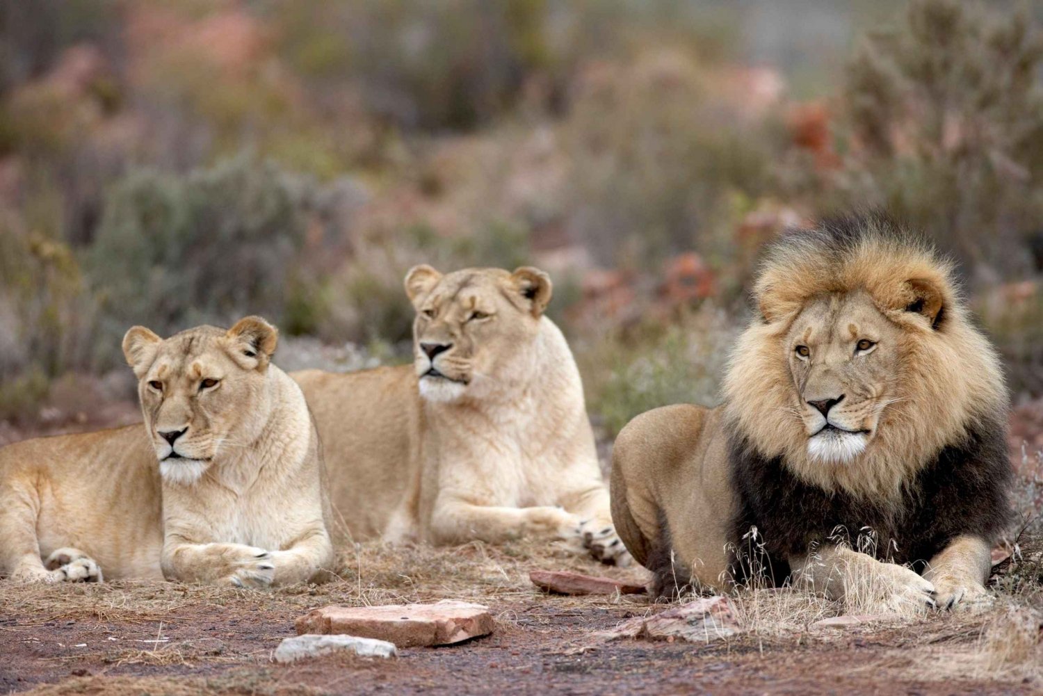 Kaapstad: privé safari in het Aquila reservaat met lunch in een wijnmakerij