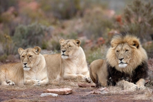 Cidade do Cabo: Safari privado na Reserva Aquila com almoço numa adega