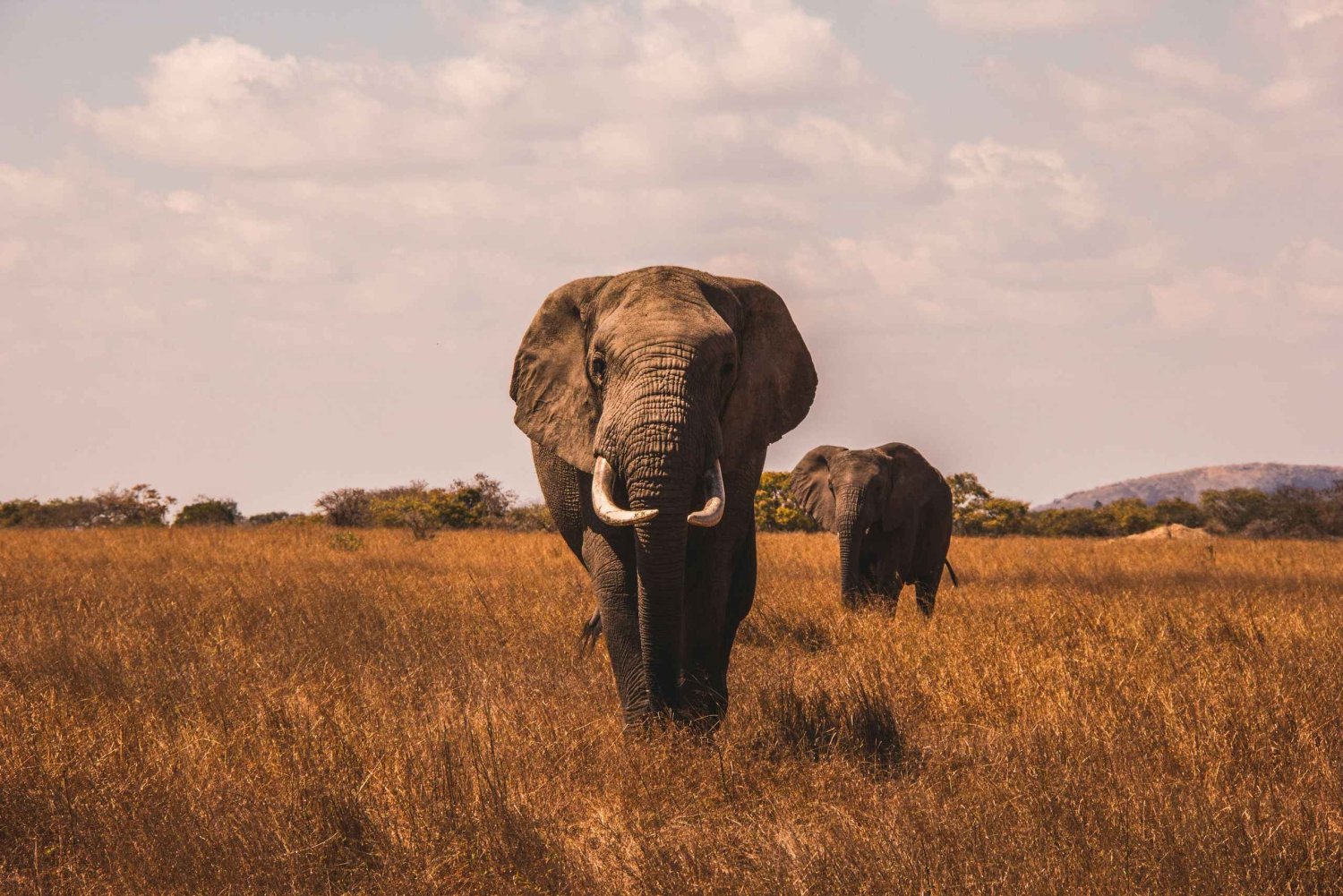 Yksityinen Big Five -safarikierros