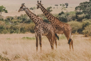 Private Big Five Safari Tour