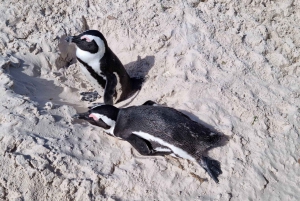 Privat heldagstur til Kapp det gode håp og pingviner