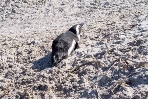 Privat heldagstur til Kap det Gode Håb og pingvinerne