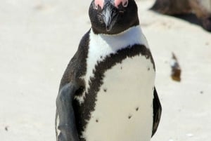 Private Cape of Good Hope Guided Tour