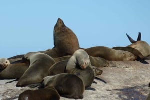 Private Cape of Good Hope Guided Tour
