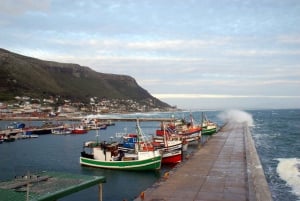 Yksityinen Cape Peninsula + Kirstenbosch Garden opastettu kierros