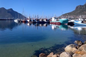 Visita guiada privada Península del Cabo + Jardín de Kirstenbosch