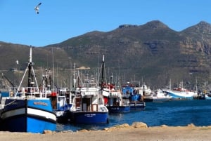 Visita guiada privada Península del Cabo + Jardín de Kirstenbosch