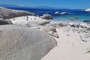 Excursão particular à Península do Cabo, incluindo pinguins
