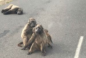 Privat byrundvisning i Cape Town og Taffelbjerget