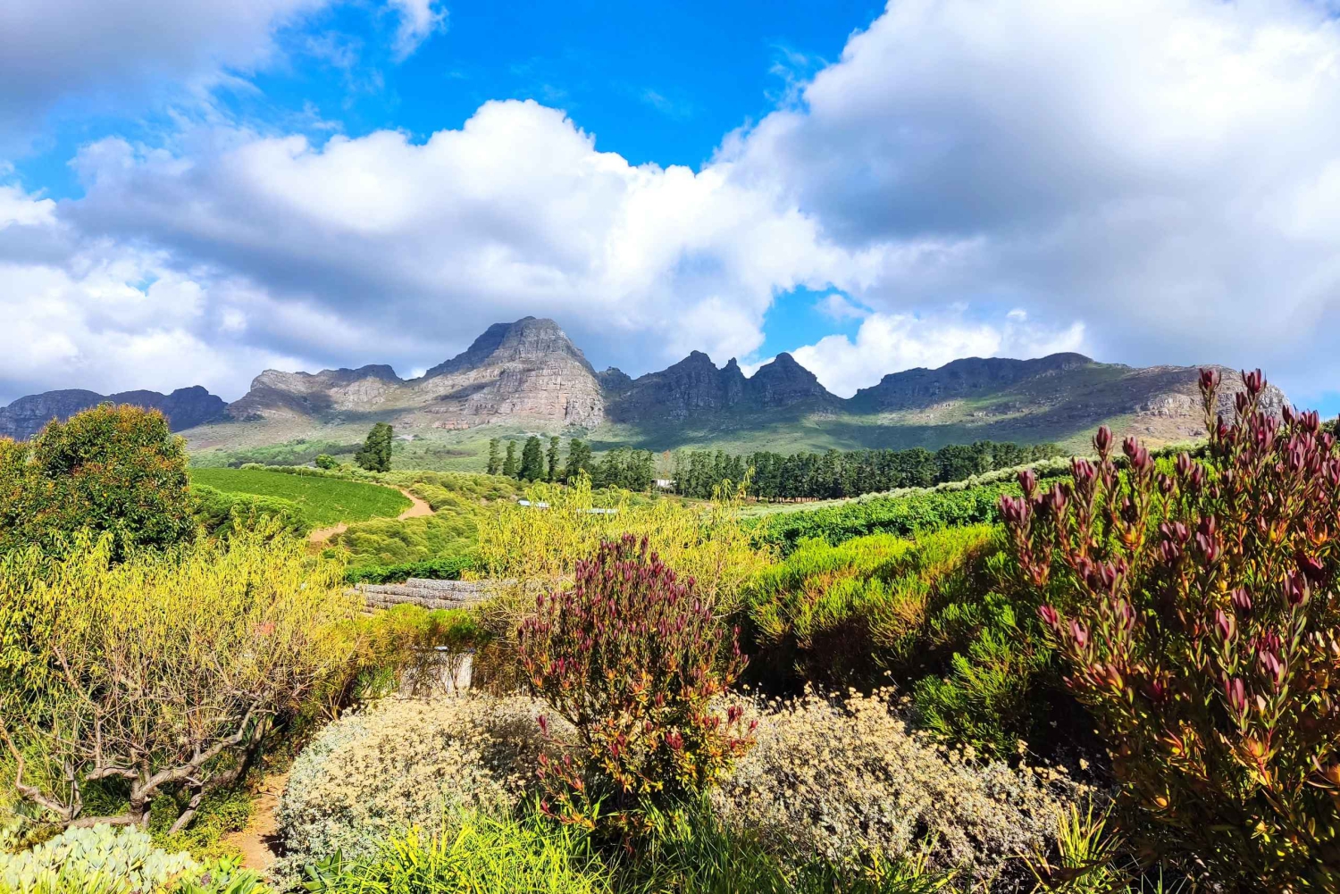 ケープワインランドのプライベートワインテイスティングツアー（送迎付き）