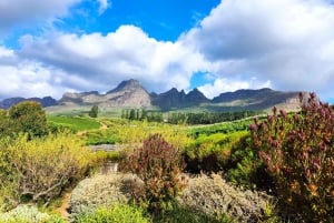 Private Cape Winelands Wine Tasting Tour incl. Transport