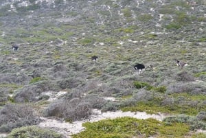 خدمة السائق الخاص كيب تاون